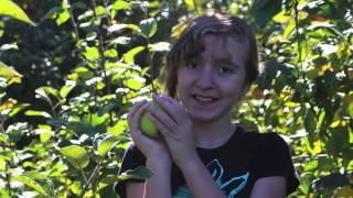 Apple Picking 2013