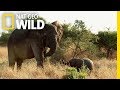 Elephant family bonds  elephant king of the kalahari
