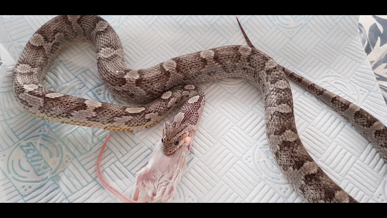 camera iphone 8 plus apk Anery is eating again. 1 medium mouse for my 23 month old corn snake Anery.