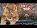 ЛОЛА охотится на котика❤️Эксклюзив  ‘’Мы шагаем по мосткам’’.Львы.Тайган.Safari park Taigan Crimea