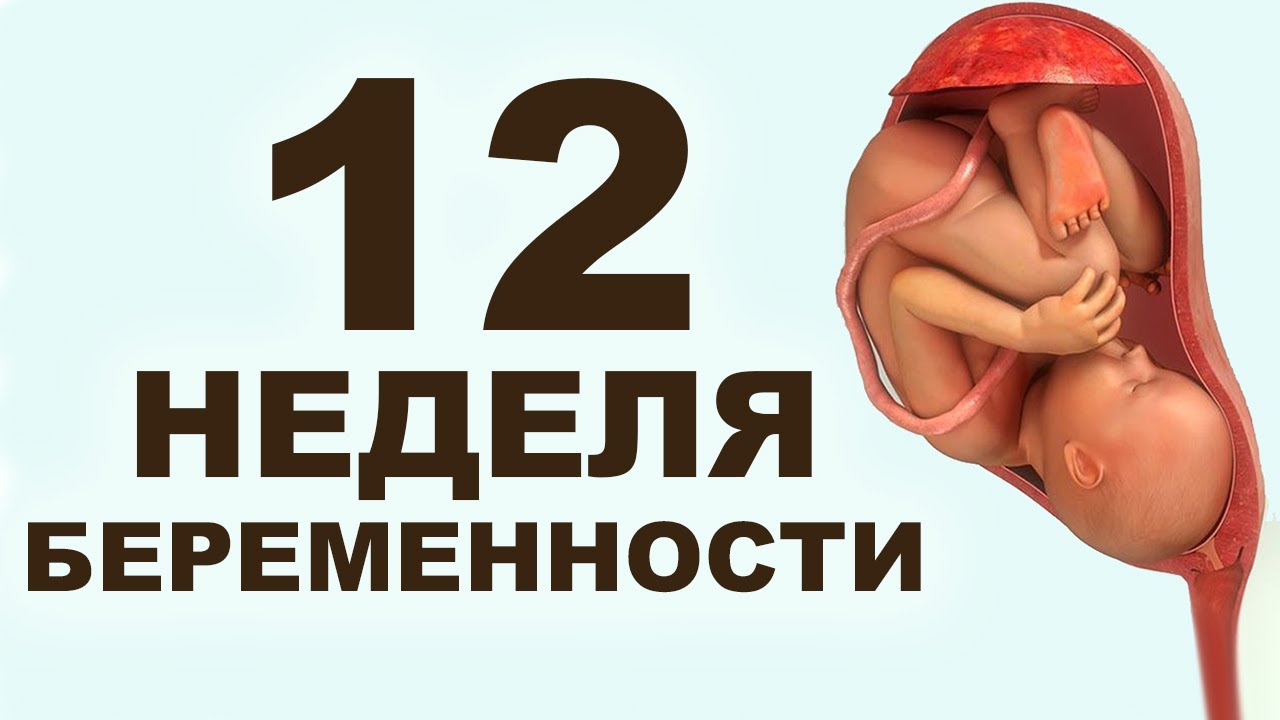 Беременность 12 3. Беременность 12. Плод на 12 неделе беременности. Двенадцатая неделя беременности.