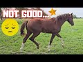 Not good with Rising Star⭐ | Sleeping on the tractor | Bird&#39;s Nest | Friesian Horses