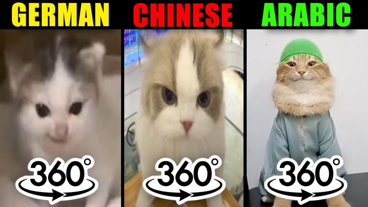 German Cat vs Chinese Cat vs Arabic Cat  | 360° VR