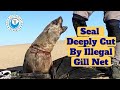 Seal Deeply Cut By Illegal Gill Net