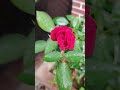 💞💞💞 মাশাল্লাহ  #youtubeshorts #motivation #song #nature #viralvideo