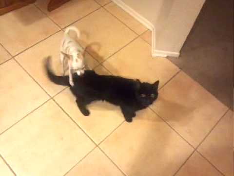 Dog And Cat Porn - Dog and cat porn - YouTube