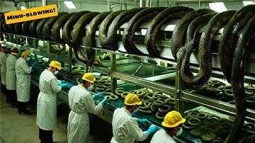 Amazing Video Farms America👍🏻Modern Python Meat Processing Technology Operate At An Insane Level
