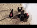 Australorp Hens Breeding time