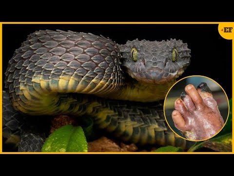 Vídeo: Tipos e nome das cobras, foto