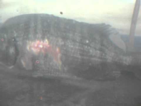 チヌ 黒鯛 についている虫のようなものは寄生虫でしょうか 和歌山釣太郎 Youtube