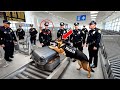 Полицейская Собака Кусает Чемодан В Аэропорту — Вскрывается Ужасная Тайна! Поразительная Развязка!