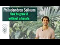 How to Grow a Philodendron Selloum without a Hassle | BigBoyPlants