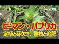 放任栽培でのピーマンの定植から芽欠きまでの初期生育から、整枝、剪定、追肥のポイント。4/4