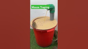 Best homemade mouse trap ideas // Plastic mouse trap bucket #rattrap #rat #mousetrap #shorts