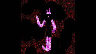 切れの肉を死ぬ 2024