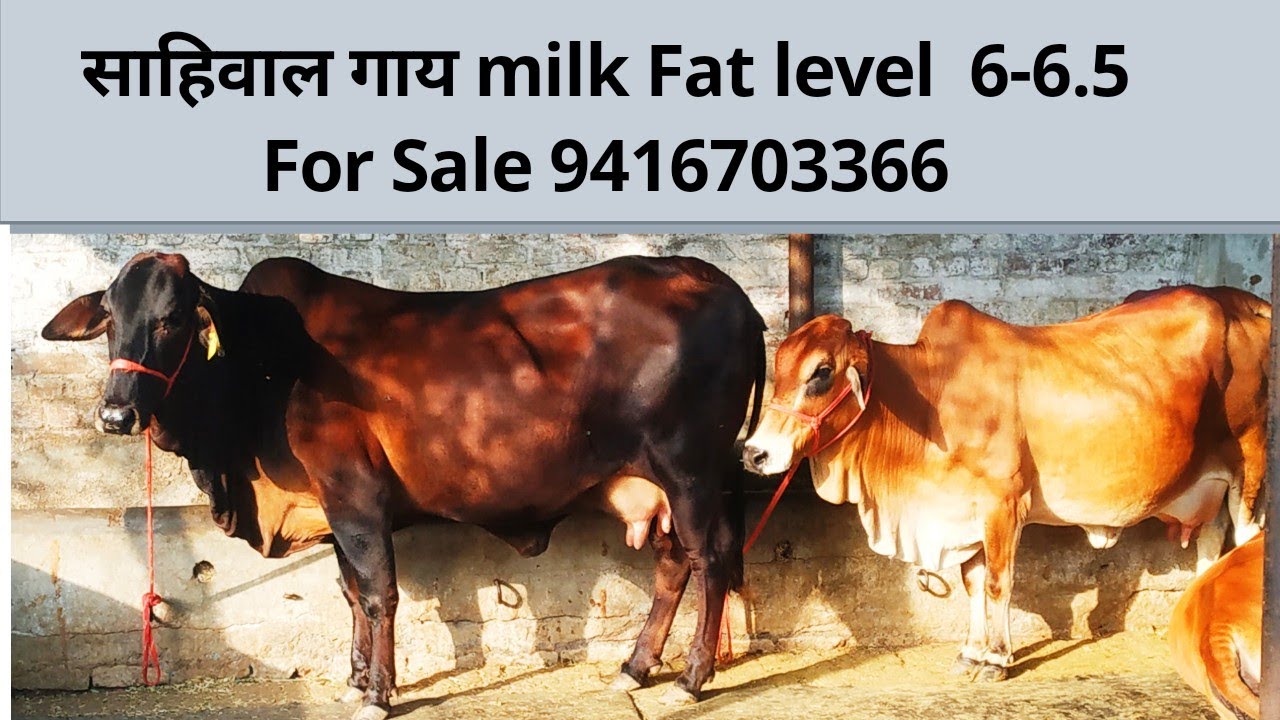 3 Sahiwal Cow 1 Kapila Cow for Sale in Haryana Gupta Dairy Farm