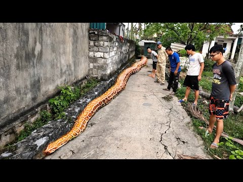 Dünyanın en büyük yılanının izleri