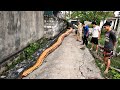 Suivez la piste laisse par le plus grand serpent gant du monde