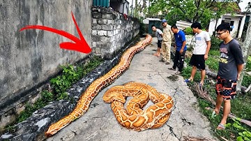 Lần Theo Dấu Vết Con Rắn Khổng Lồ To Nhất Thế Giới