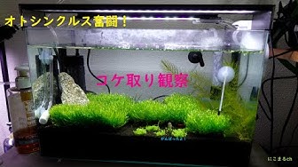 コケ取り Youtube