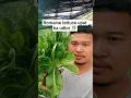 unique romaine lettuce 😱😲 #lettuce #lettucefarming #romainelettuce @KasipagJaneSu