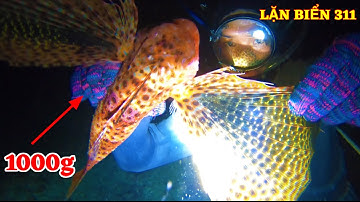 Lặn Biển Tại GÒ DẠNG LỚN, Trúng Đậm Cá Mú Đỏ Sao 1 Triệu 1KG | scuba diving in vietnam