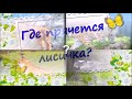 ДИКИЕ ЖИВОТНЫЕ ДЛЯ ДЕТЕЙ.Изучаем диких животных.