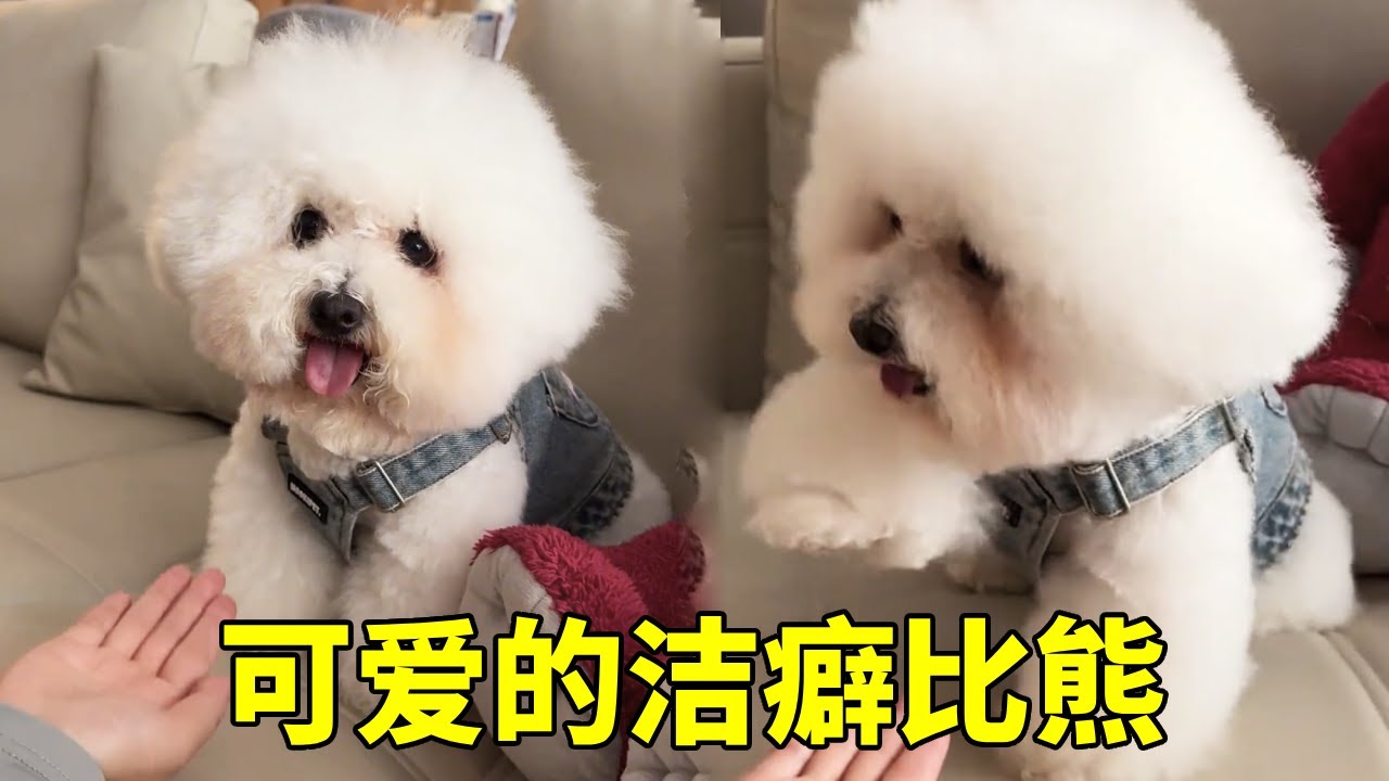 遛超可爱的比熊，带它去商场里的动物园逛街，不愿下地的它：生命在于静止~