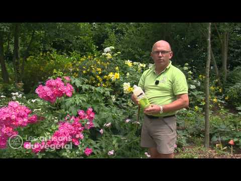 Vidéo: Pucerons sur les rosiers - Comment se débarrasser des pucerons sur les roses
