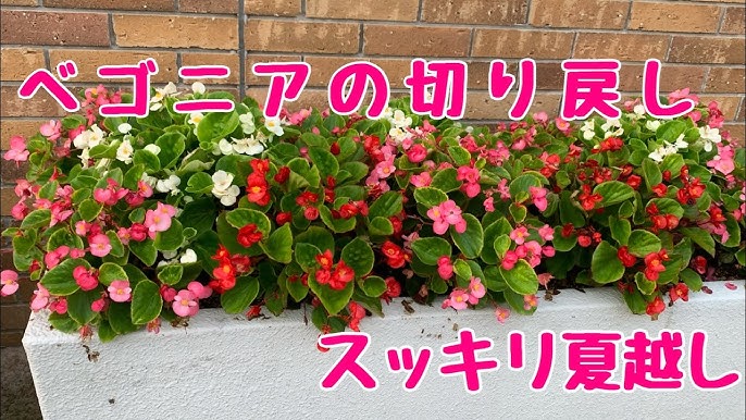花郷園育て方シリーズ第2回ベゴニアの育て方 切り戻し Youtube 花郷園育て方シリーズ第2回ベゴニアの育て方 切り戻し Youtube