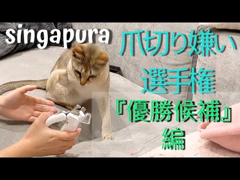 シンガプーラのプリン 爪切り嫌い選手権 優勝候補の猫 Clip a cat's nails