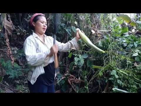 Hunting Wild Vegetable