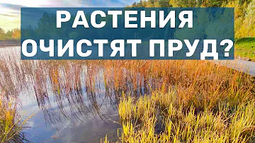 Чистят ли растения воду в пруду? Пруд в парке с зоной биофильтрации (регенерации)
