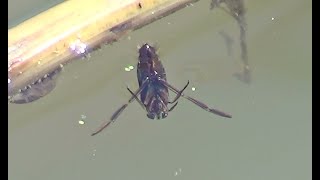 Common Backswimmer 2