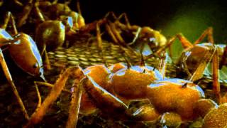 CG ants animation @johnsonmortimer