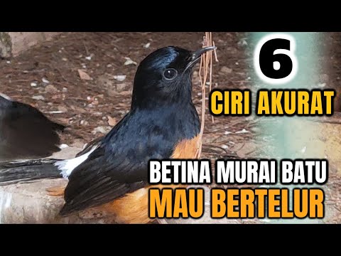 Video: Apa ciri-ciri fisik Dataran Interior?