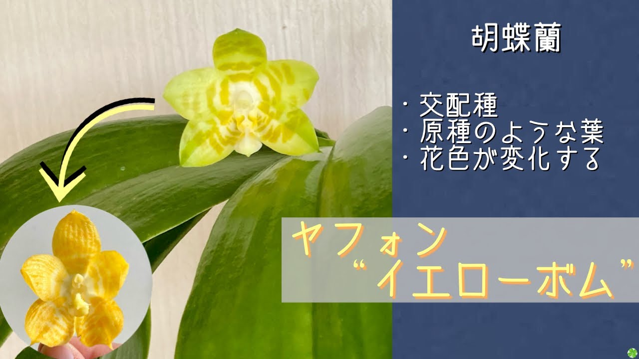 ［洋蘭原種］Phal. celebensis yellow Phal. celebensis - OrchidWeb