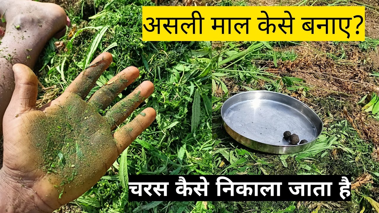 ganja kaise banta hai । charas kaise banta hai । malana cream । चरस
