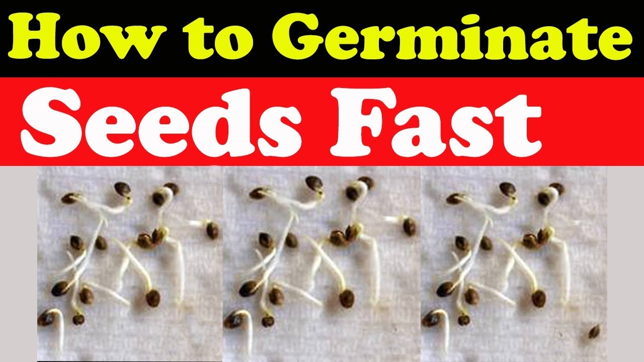 How to Germinate Seeds fast (Part 2) 