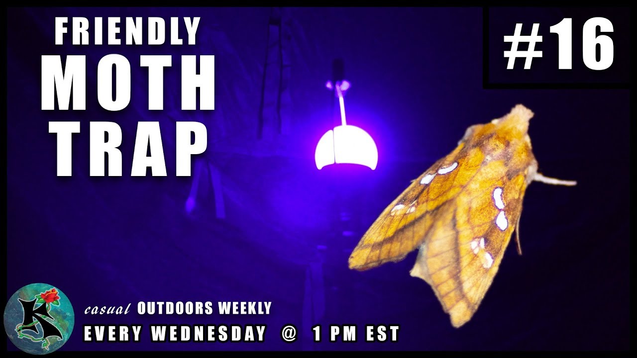 Do Moth Traps Really Work?