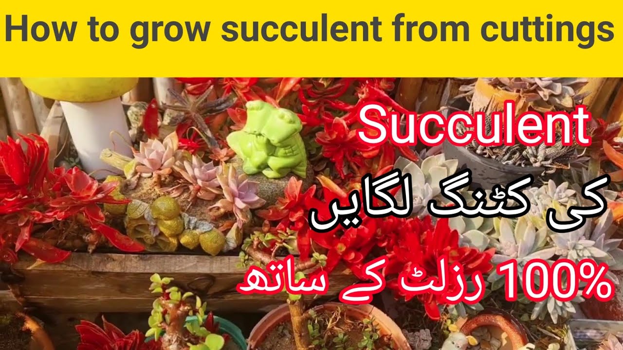 Secret to grow succulent cuttings fast| How to propagate succulent ...