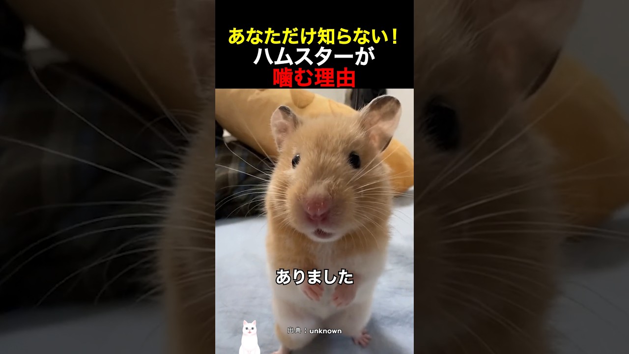 あなただけ知らない！ハムスターが噛む理由