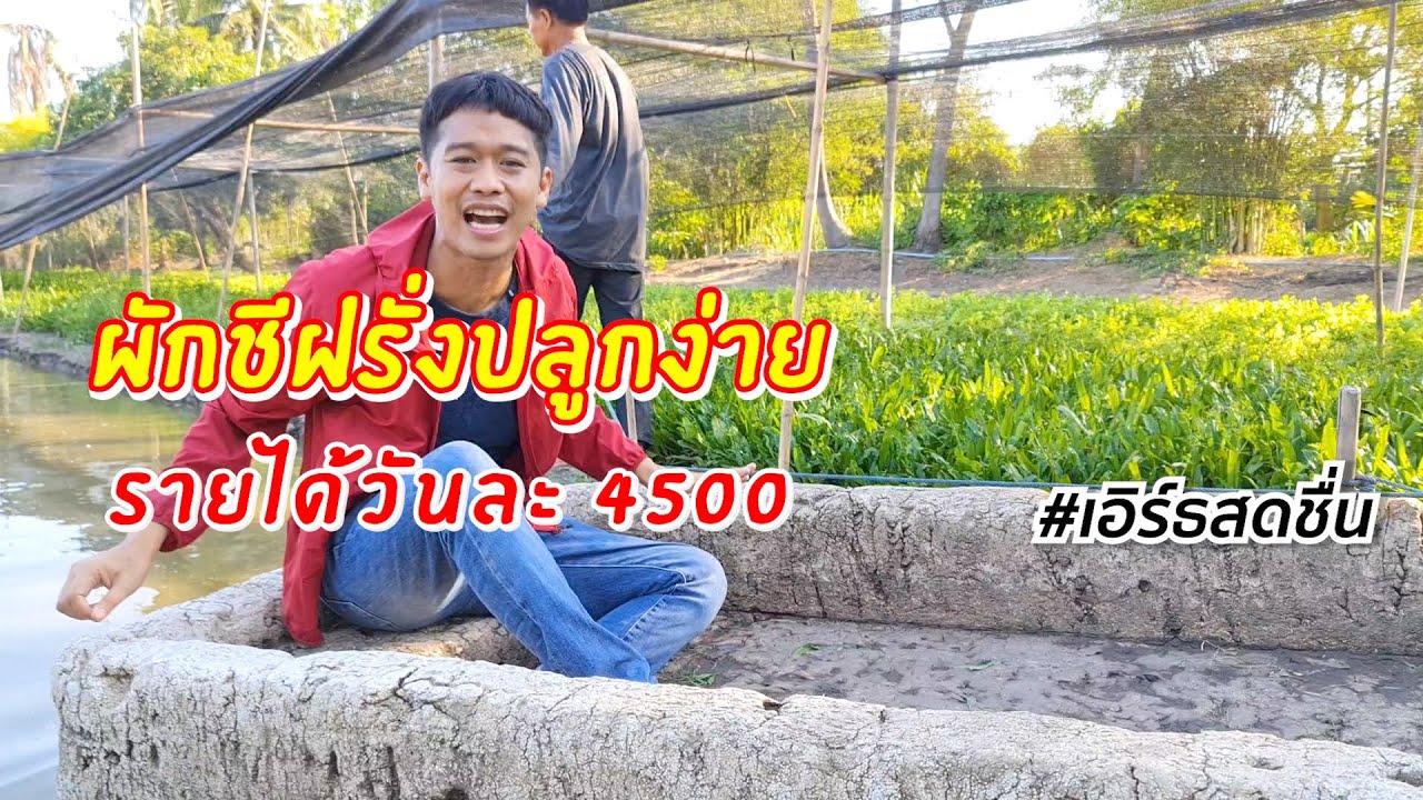 วิธีปลูกผักชีฝรั่ง ใช้พื้นที่น้อย ปลูกง่าย รายได้วันละ 4500 แสนกว่าต่อเดือน | เอิร์ธสดชื่น