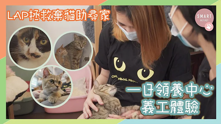 【一日义工体验】到 LAP 领养中心学做猫义工！探访可爱待领养猫咪｜Smart Pet Pet - 天天要闻