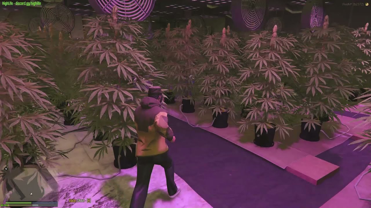 Gta 5 Rp Highlife Rp Weed Method 2021 Youtube