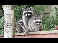 Raccoon Mom and Her 5 Babies