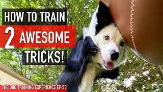 How To Train 2 Tricks in 1 Day!
