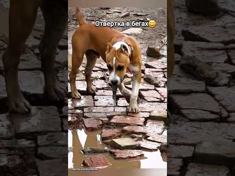 Пёс-ремонтник😄#юмор#смешноевидео#смех#funnyvideo#мем#funny#весело#жиза#humour#dog#dogfunny#собака