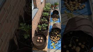 The Ultimate Balcony Potato Hack You Need to Try 🥔🌿#garden #plants #potato #shorts #subscribe