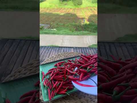 Red hot Taiwan